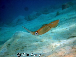 Squid swimming around in a very cool gesture by Ofir Avny 